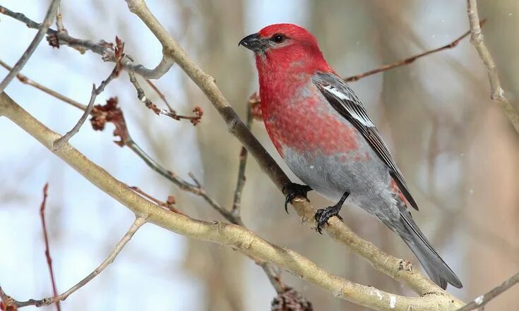 Птица щур фото и описание Pine Grosbeak Boreal forest, Queen charlotte islands, Red birds