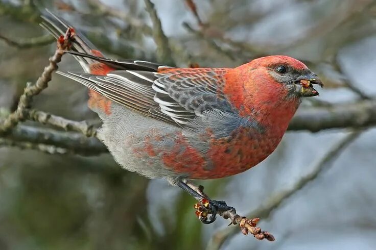 Птица щур фото и описание Male Pine Grosbeak (Pinicola enucleator) - Burnaby, BC