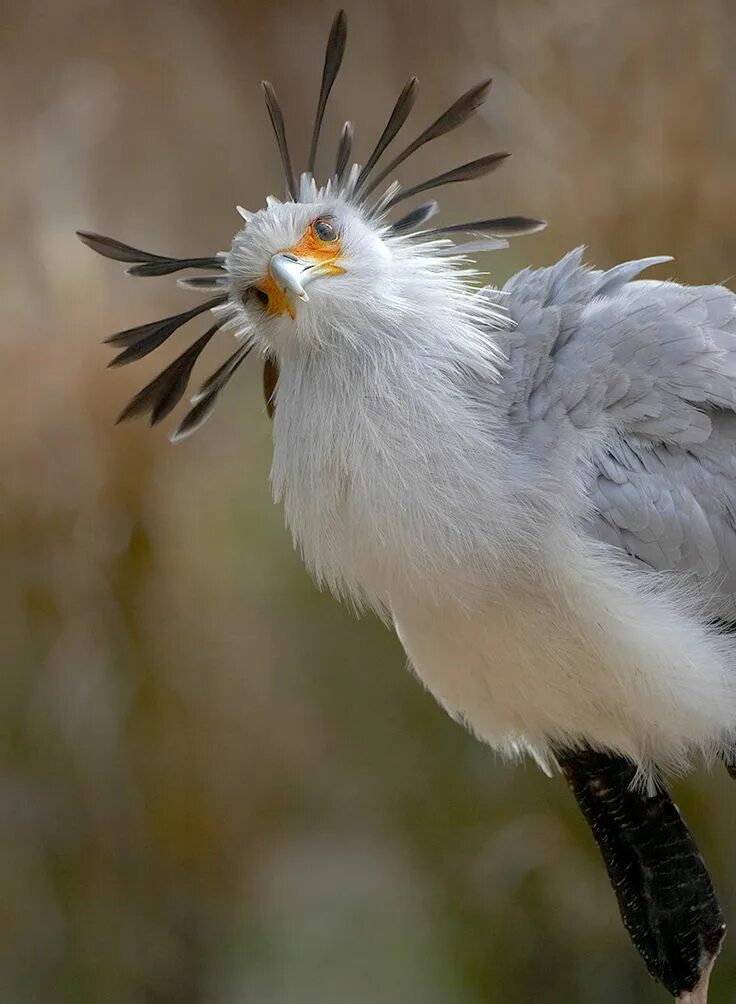 Птица секретарь фото и описание Long, dark quills at the back of the head give the secretary bird a very distinc