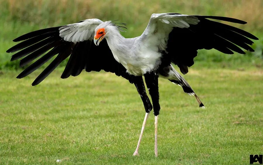 Птица секретарь фото и описание Secretary Bird Animal Database Fandom