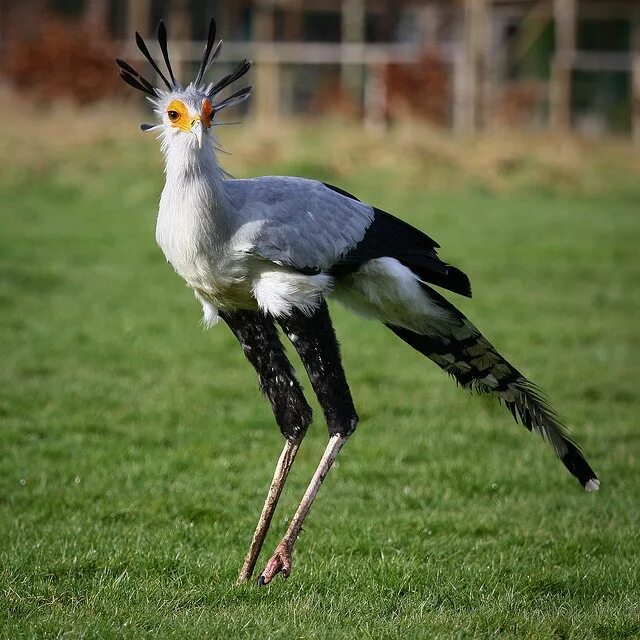 Птица секретарь фото и описание Secretary Bird Animals wild, Pet birds, Pretty birds