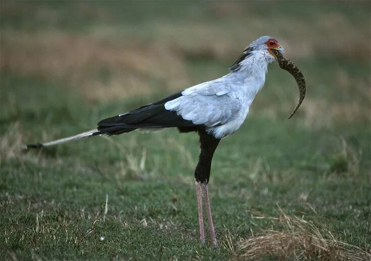 Птица секретарь фото и описание Secretary Bird (Sagittarius serpentarius) Bird, Secretary, Birds of prey