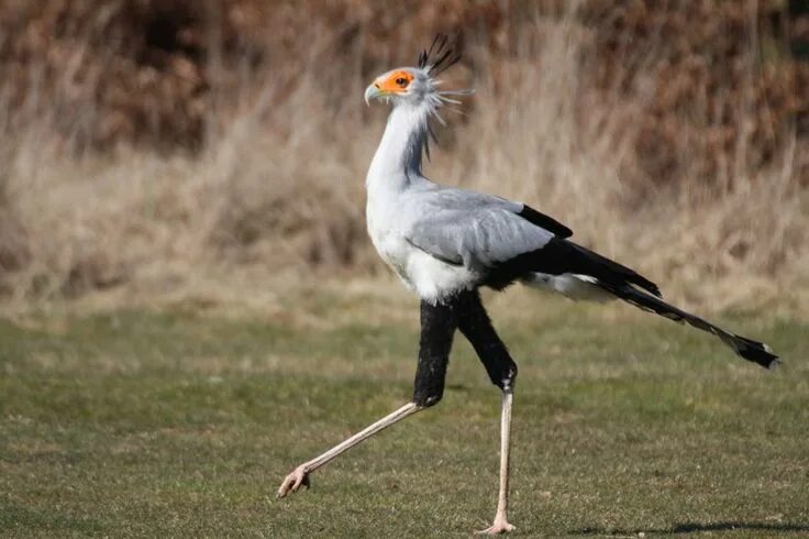 Птица секретарь фото и описание Ninja Eagles On Stilts Animales salvajes