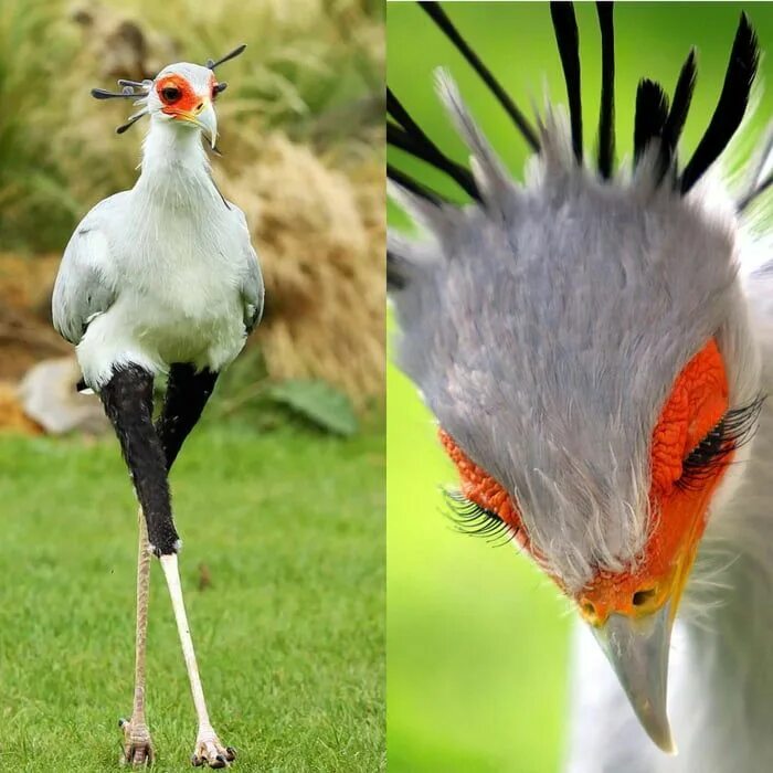 Птица секретарь фото и описание Secretarybird Kuş, Kusu, Afrika