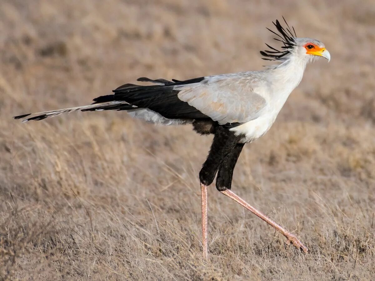 Птица секретарь фото и описание Secretary Bird/Gallery FictionRulezForever Wiki Fandom