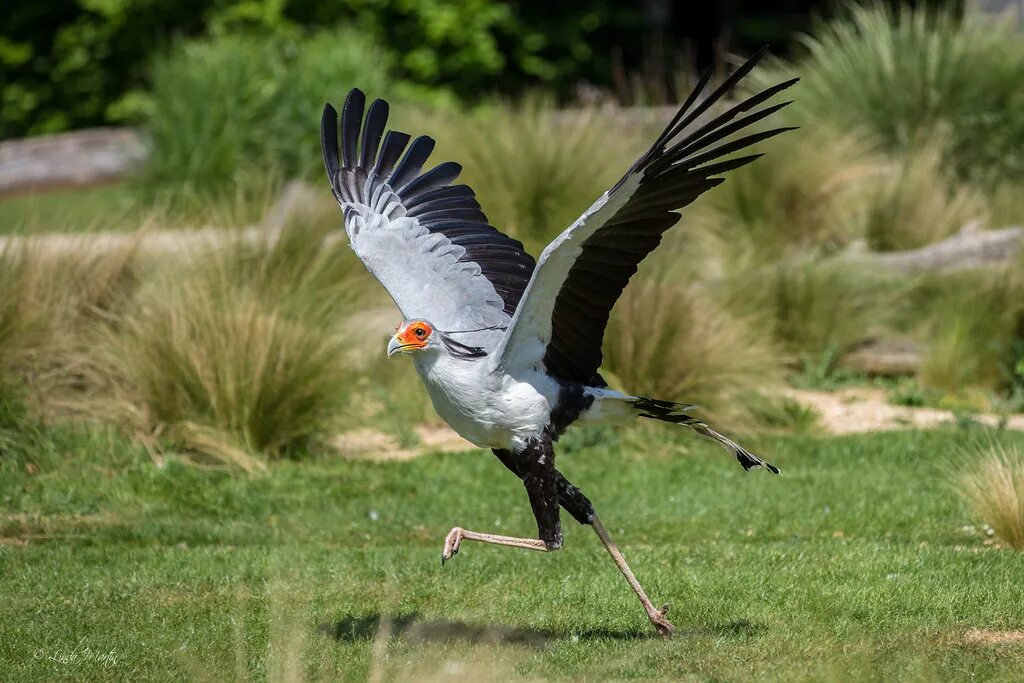 Птица секретарь фото и описание Secretary Bird (Sagittarius serpentarius) The Secretary Bi. Flickr