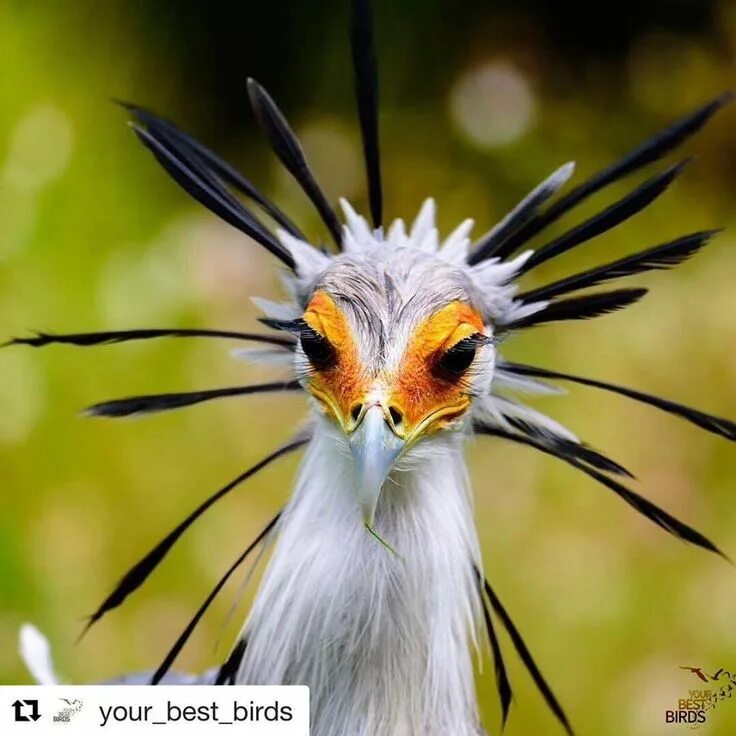 Птица секретарь фото и описание A beautiful capture of a secretary bird by @lubirdus If your dream is to tick of