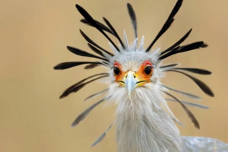 Птица секретарь фото и описание Птица секретар /Secretary bird/ Bird, Pet birds, Funny birds