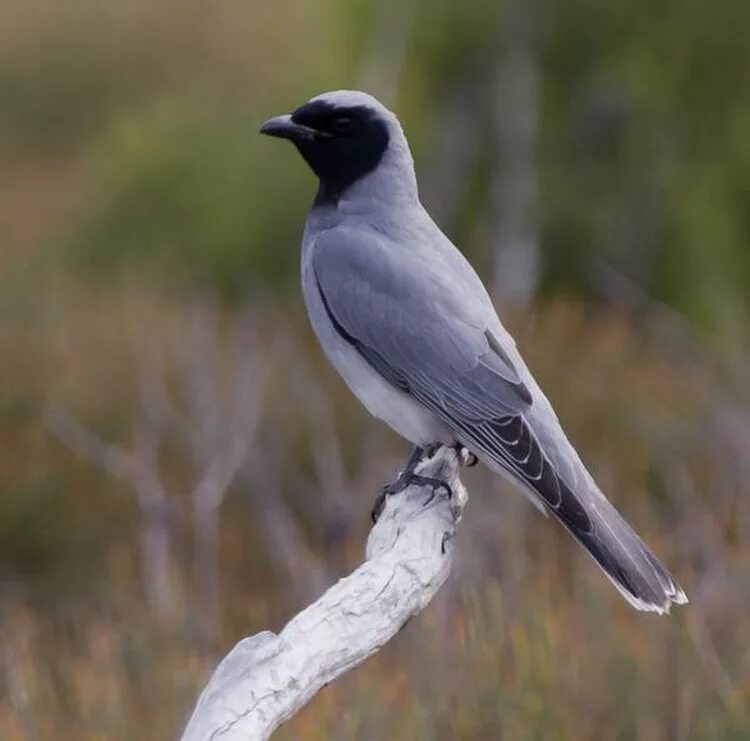 Gray Catbird Birds of New England.com Catbird, Pet birds, Birds