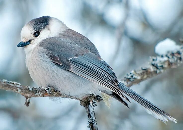 Птица серая крупная фото Canada’s Mediocre National Bird Is Actually a Great Choice. Yay, Canada. - Slate