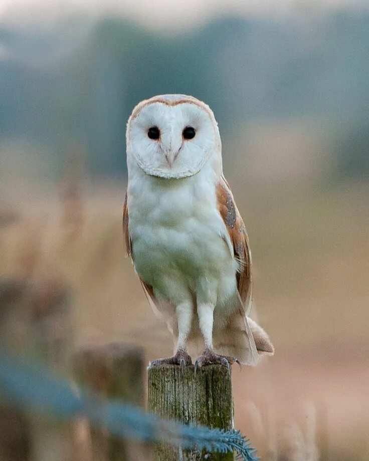 Птица сипуха фото Barn owl stare by pixellence2 Owl, Barn owl, Owl bird