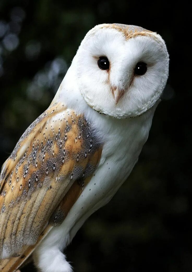 Птица сипуха фото Barn Owl by newfish on DeviantArt Owl, Barn owl, Owl photography