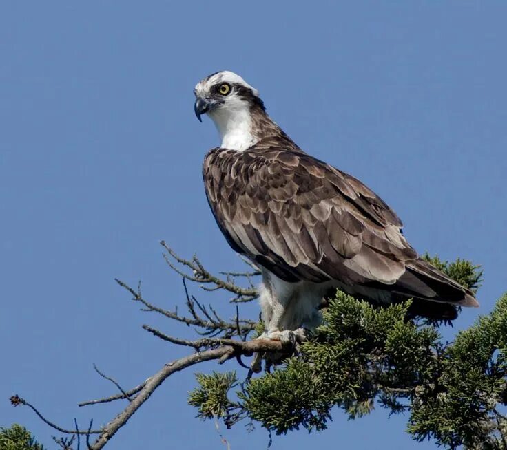 Птица скопа фото и описание Pandion haliaetus - Buscar con Google Strepen