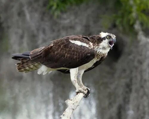 Птица скопа фото и описание Osprey - Скопа. Фотограф Etkind Elizabeth