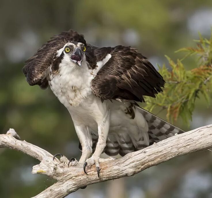 Птица скопа фото и описание Скопа - Osprey Animals, Bald eagle, Osprey