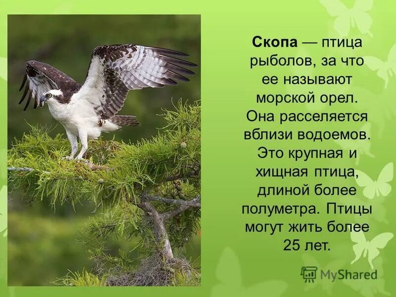 Птица скопа фото и описание Птица скопа - пернатый хищник рыболов, занесенный в красную книгу