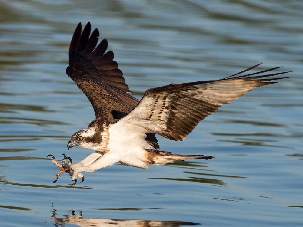 Птица скопа фото и описание Osprey - eBird