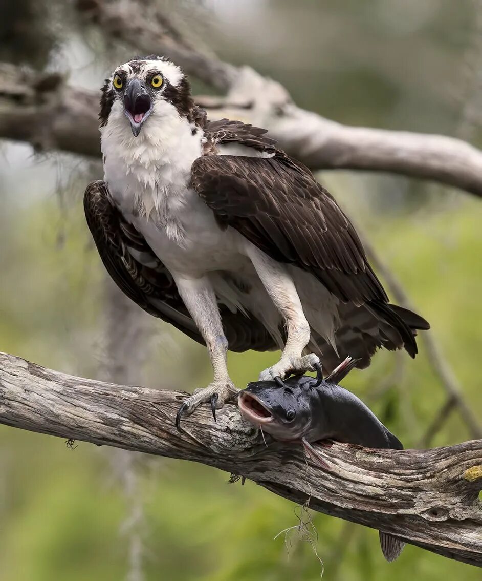 Птица скопа фото и описание Скопа с добычей - Osprey with Catfish. Фотограф Etkind Elizabeth