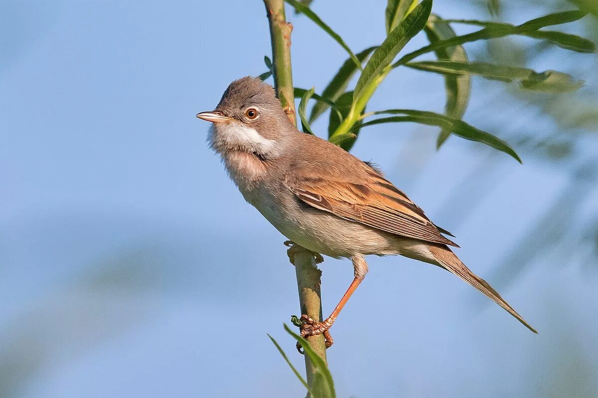 Птица славка фото и описание Файл:Common Whitethroat.jpg - Википедия