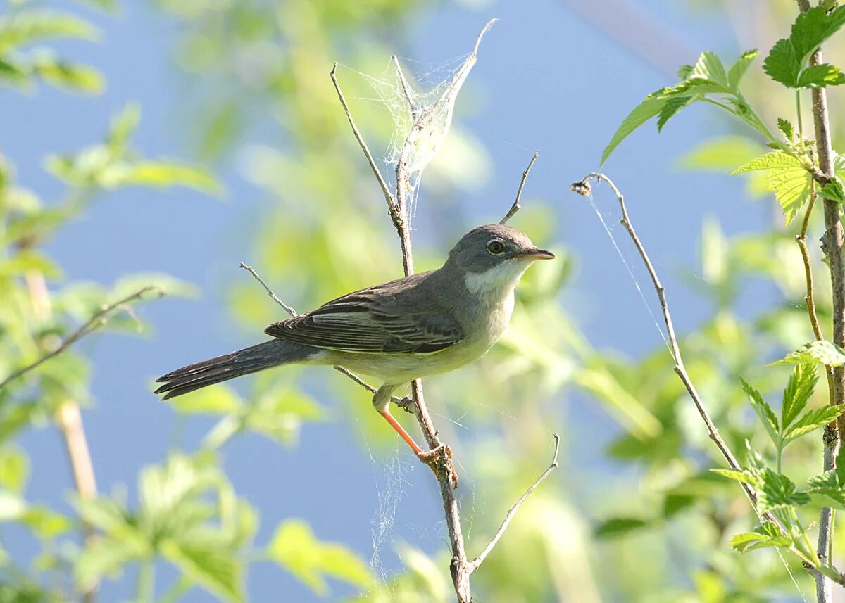 Птица славка фото и описание Common Whitethroat (Sylvia communis). Birds of Siberia.