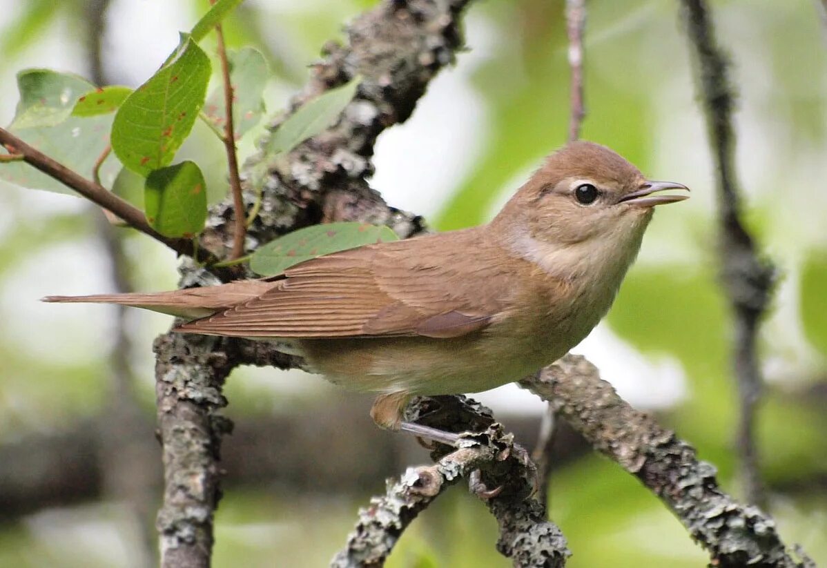 Птица славка садовая фото Garden warbler - Wikipedia