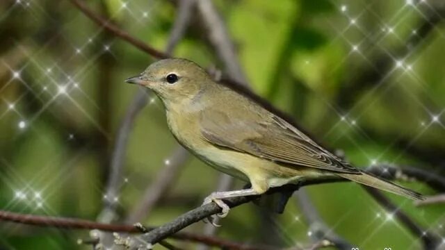 Птица славка садовая фото Пение славки садовой//релакс+видео - смотреть видео онлайн от "Гармонические мел