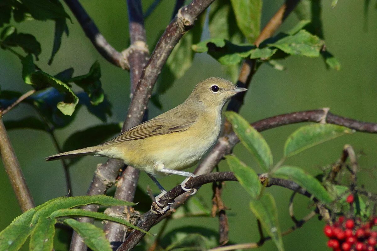 Птица славка садовая фото Garden Warbler (Sylvia borin). Birds of Siberia.