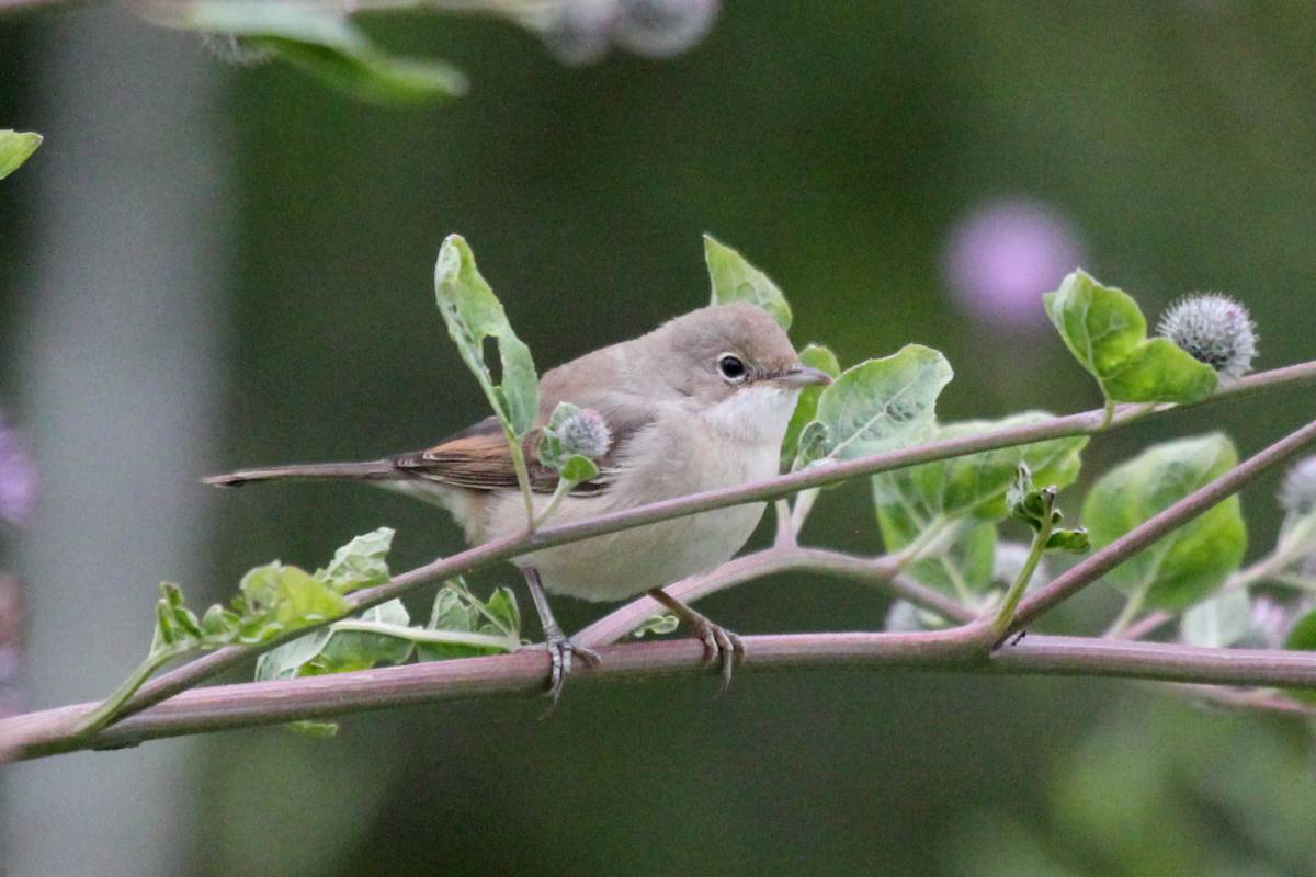 Птица славка садовая фото Серая славка (Sylvia communis). Птицы Сибири.