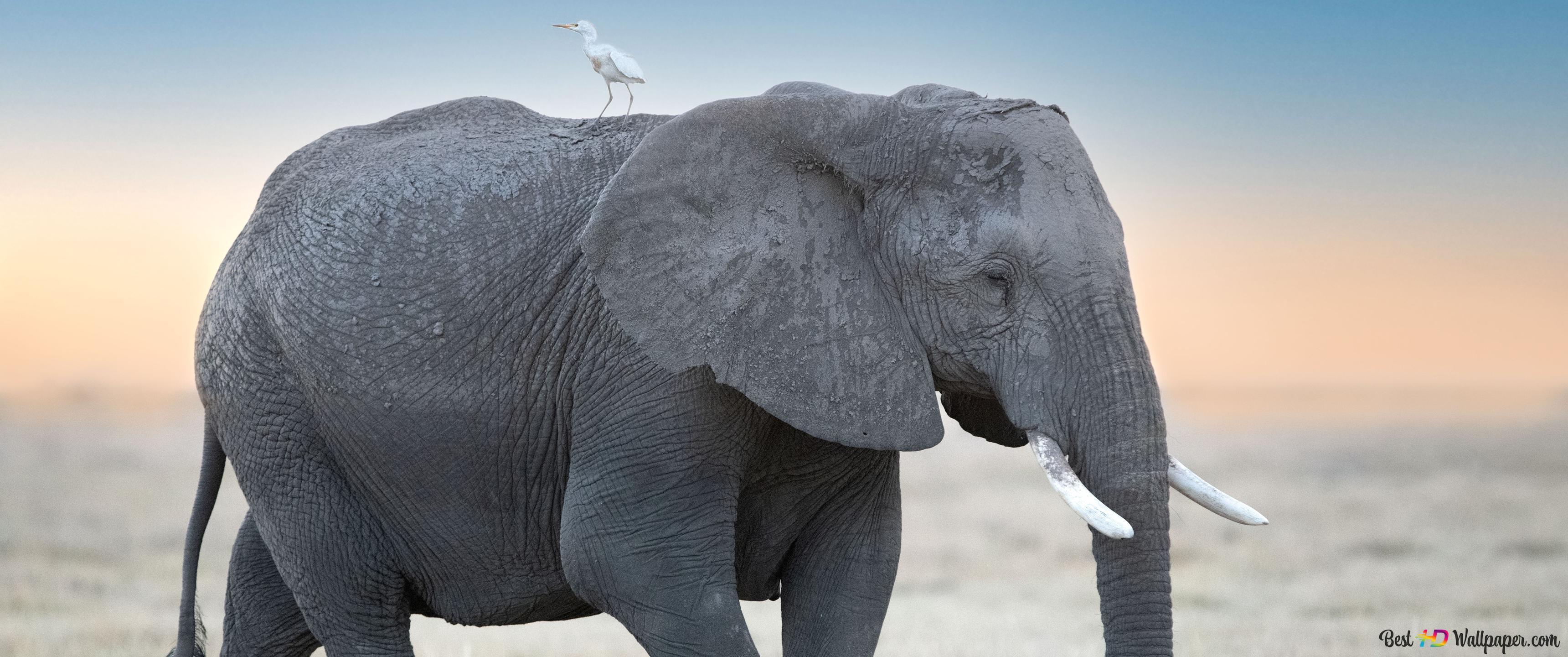 Птица слон фото Olifant slenteren in droog gras bij zonsopgang en witte vogel op olifant 4K acht