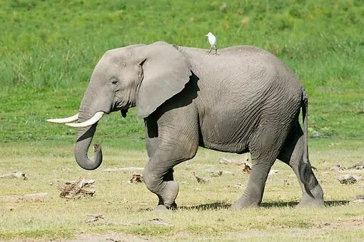 Птица слон фото walking african elephant - Google Search Elephant walk, African elephant, Elepha