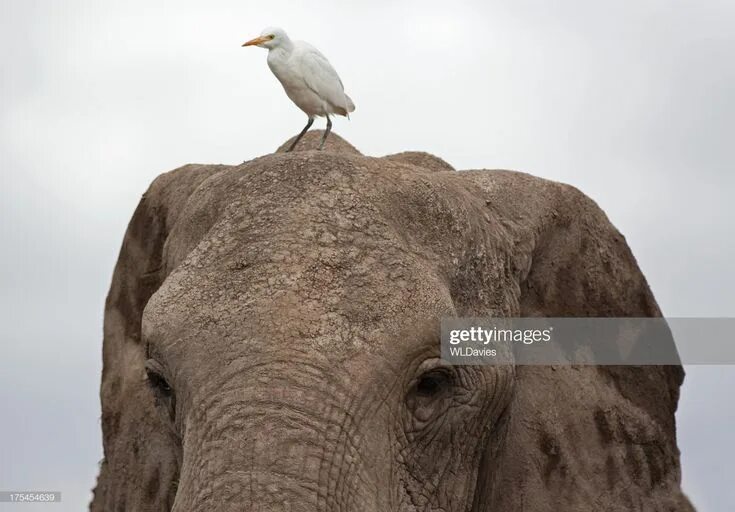 Птица слон фото "Close up of a white Great Egret perching on top of an African.