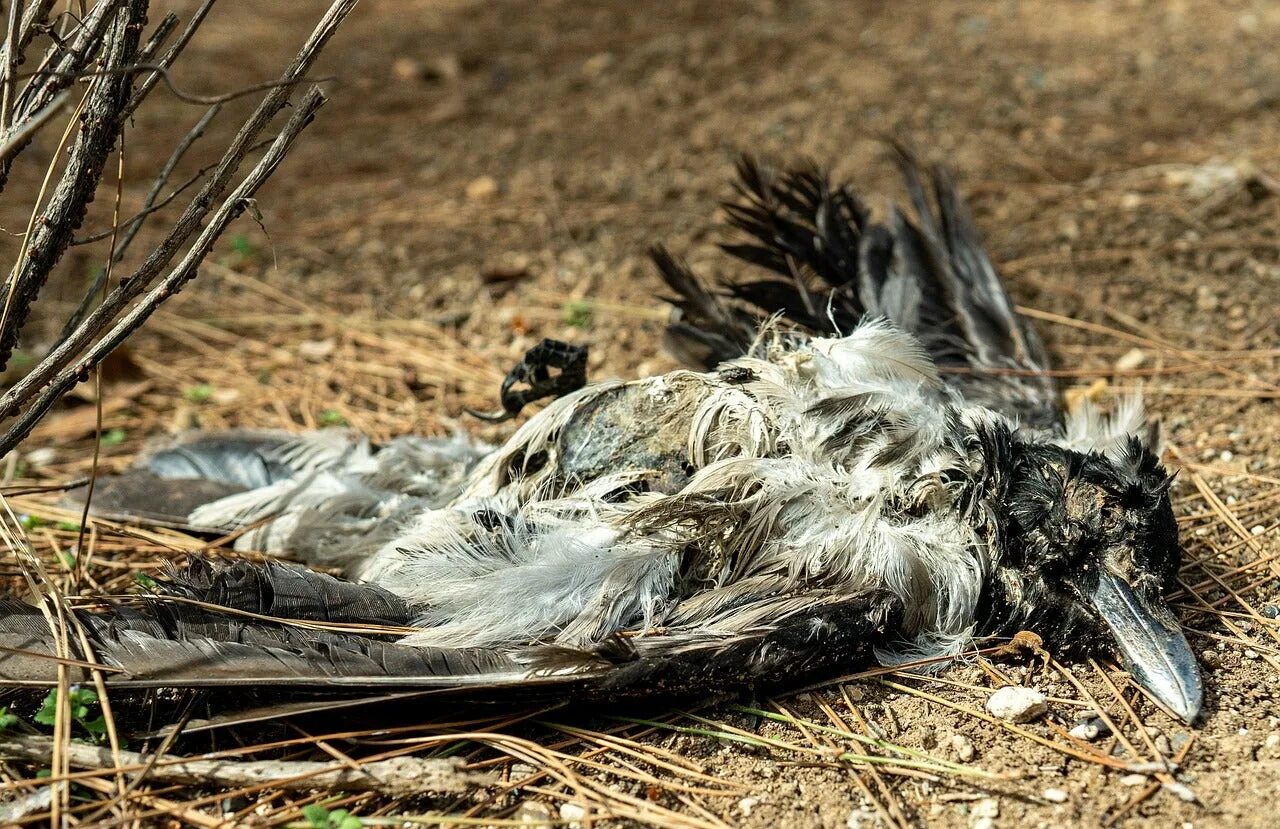 Птица смерти фото Crows Mysteriously Start Dying in St. Louis Field & Stream