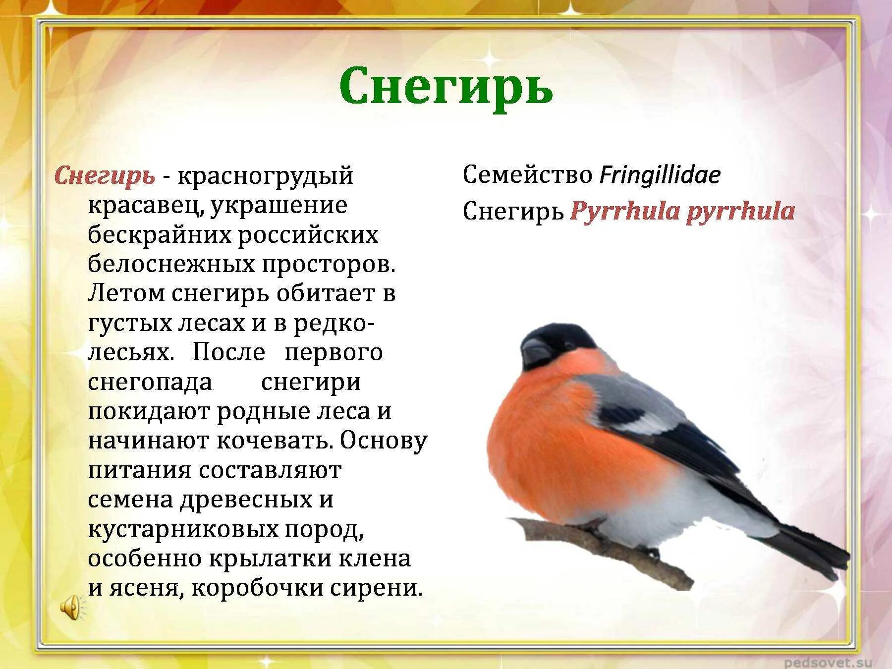 Птица снегирь фото и описание Как правильно пишется слово снегирь: найдено 90 изображений