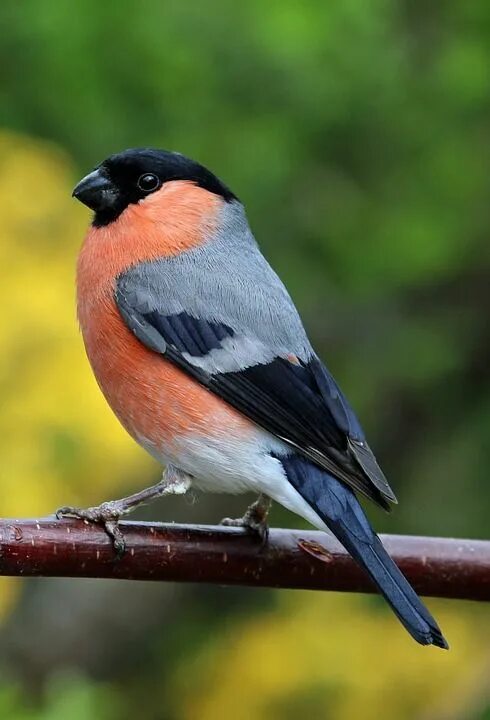 Птица снегирь фото и описание Bullfinch Bull Finch Bird - Free photo on Pixabay Finches bird, Wild birds photo