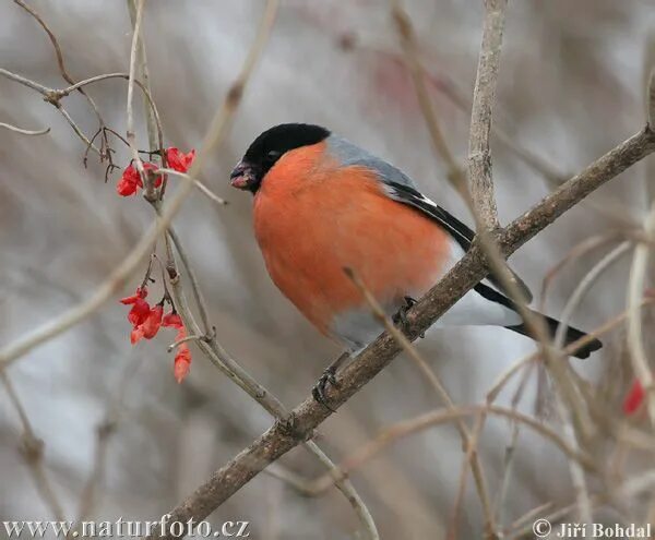 Птица снегирь фото с красной грудкой Bullfinch Bullfinch Photos, Bullfinch Images NaturePhoto-CZ Bullfinch, Wildlife 