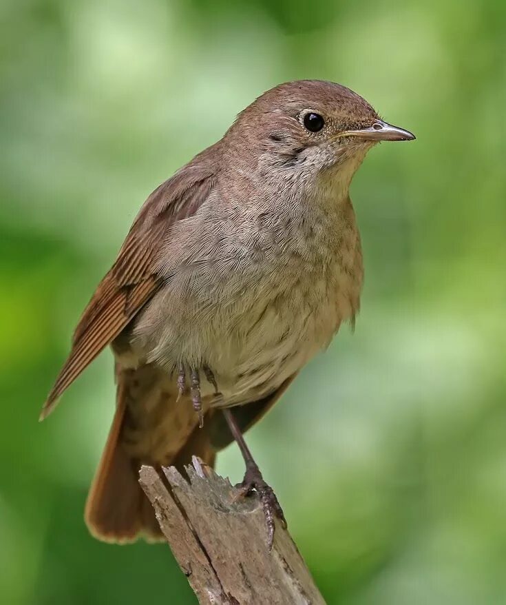 Птица соловей фото и описание Pin on For the Love of Birds