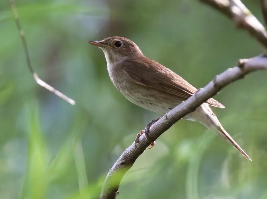 Птица соловей фото и описание Thrush Nightingale - Luscinia luscinia - Busca de mídia Macaulay Library e eBird