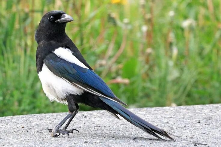 Птица сорока фото и описание This Is How to Protect Your Berries From Marauding Birds Beautiful birds, Magpie