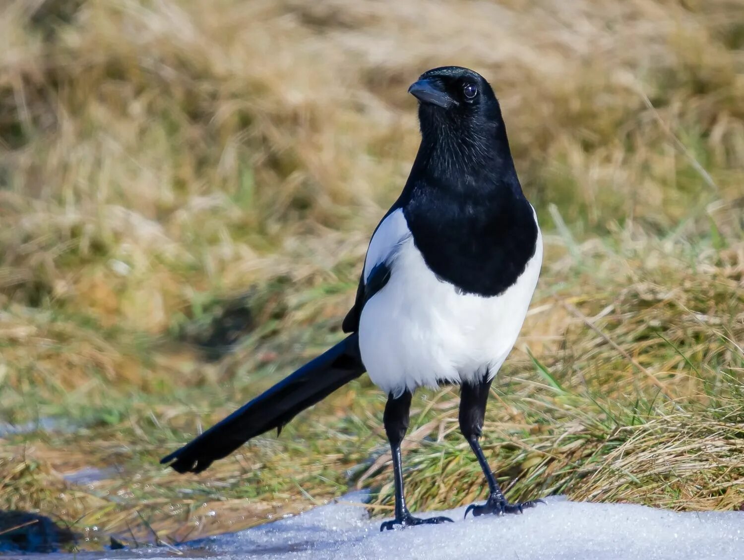 Птица сорока фото и описание Magpie Nature birds, Bird species, Wildlife nature