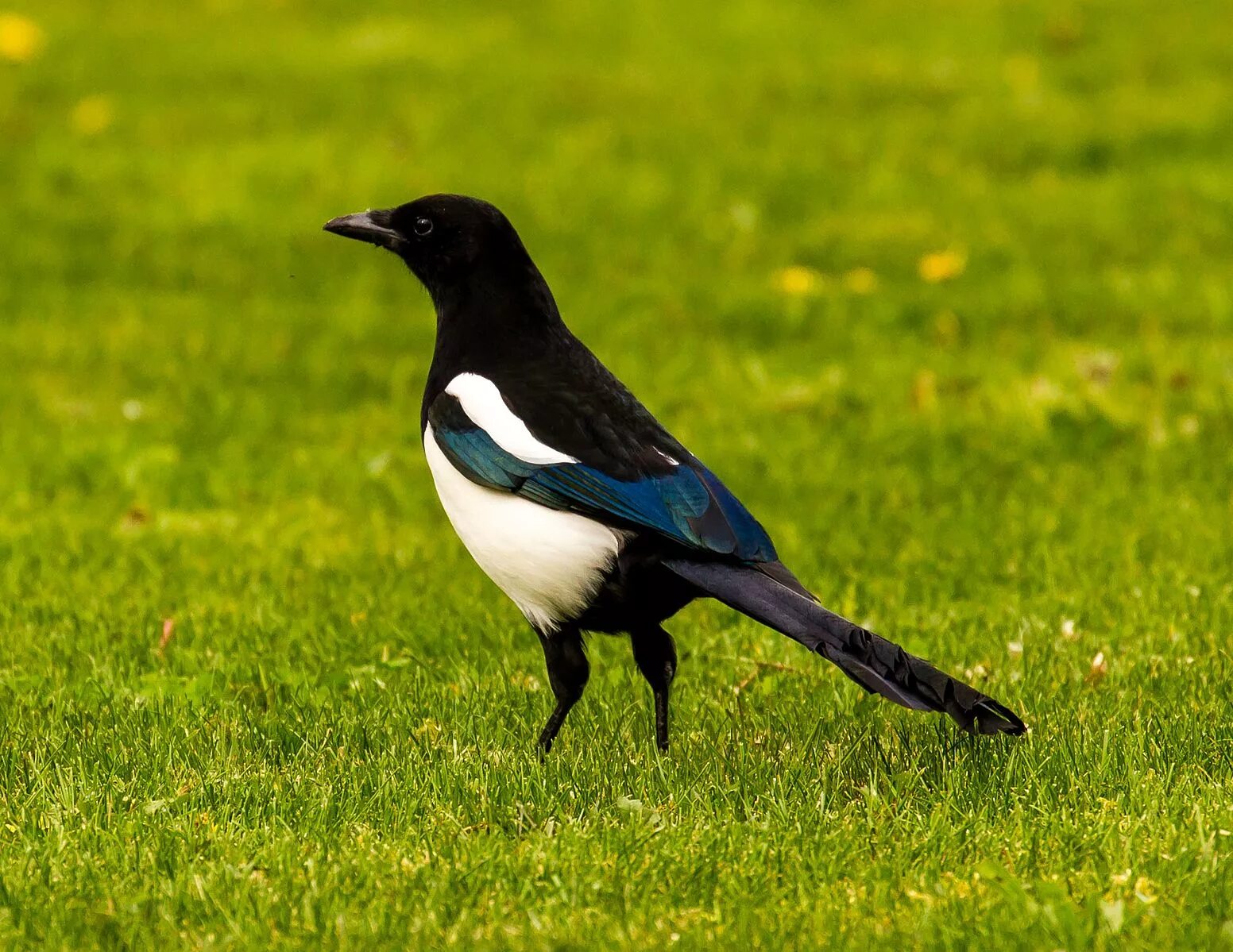 Птица сорока фото и описание File:Magpie with blue wings.jpg - Wikipedia