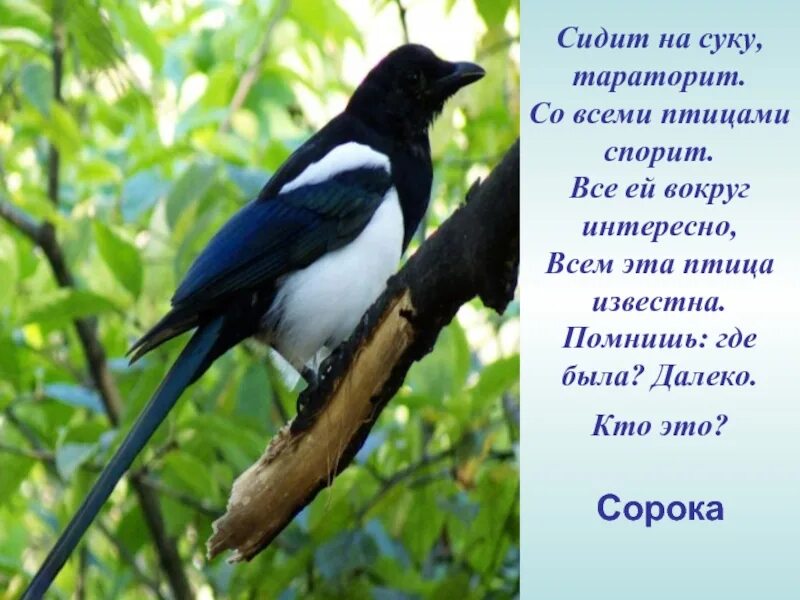 Птица сорока фото и описание Урок ознакомления с окружающим миром по теме:Где зимуют птицы?