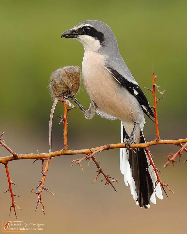 Птица сорокопут фото и описание Southern grey shrike (Lanius meridionalis) Pet birds, Bird pictures, Bird photog