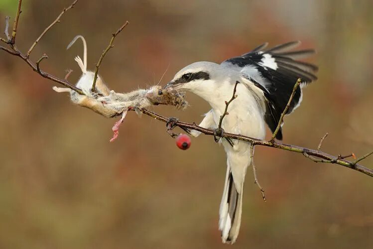 Птица сорокопут фото и описание The scientific name of the great grey shrike literally means "sentinel butcher":