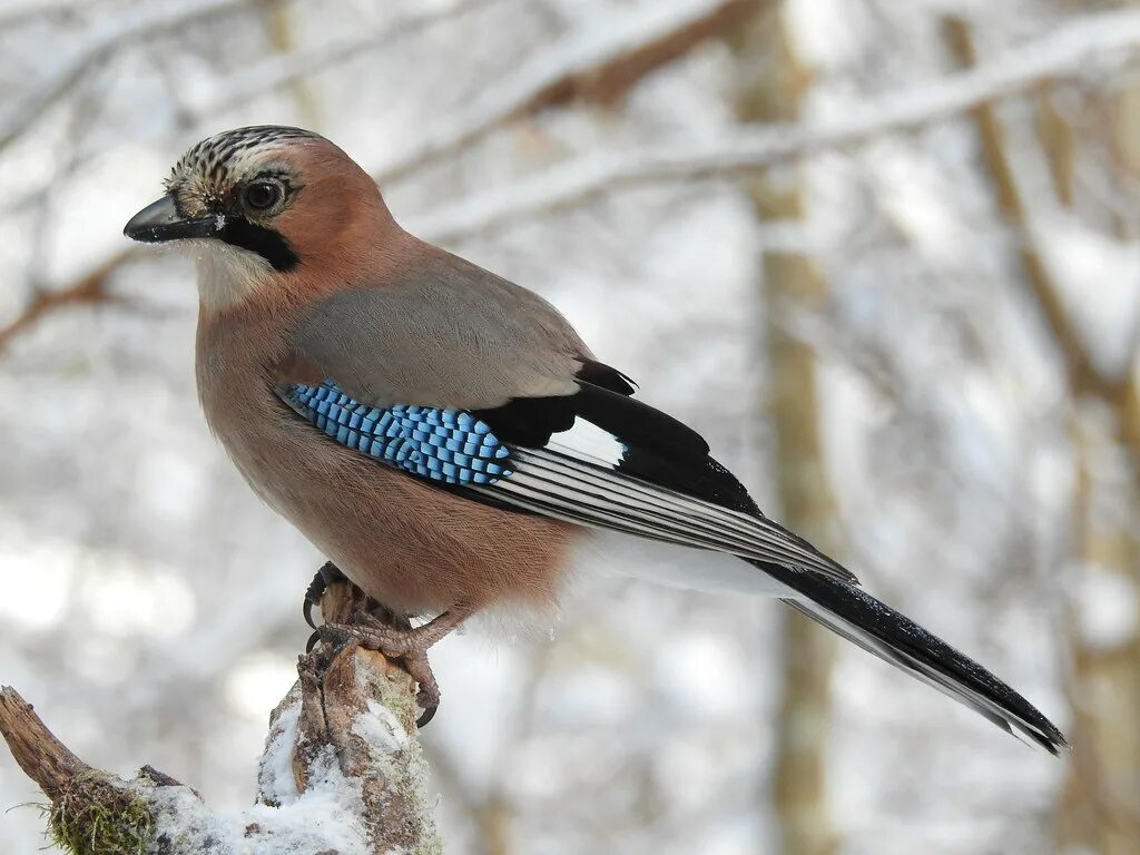 Птица сойка фото и описание Eurasian Jay (Garrulus glandarius) Eero Kiuru Flickr