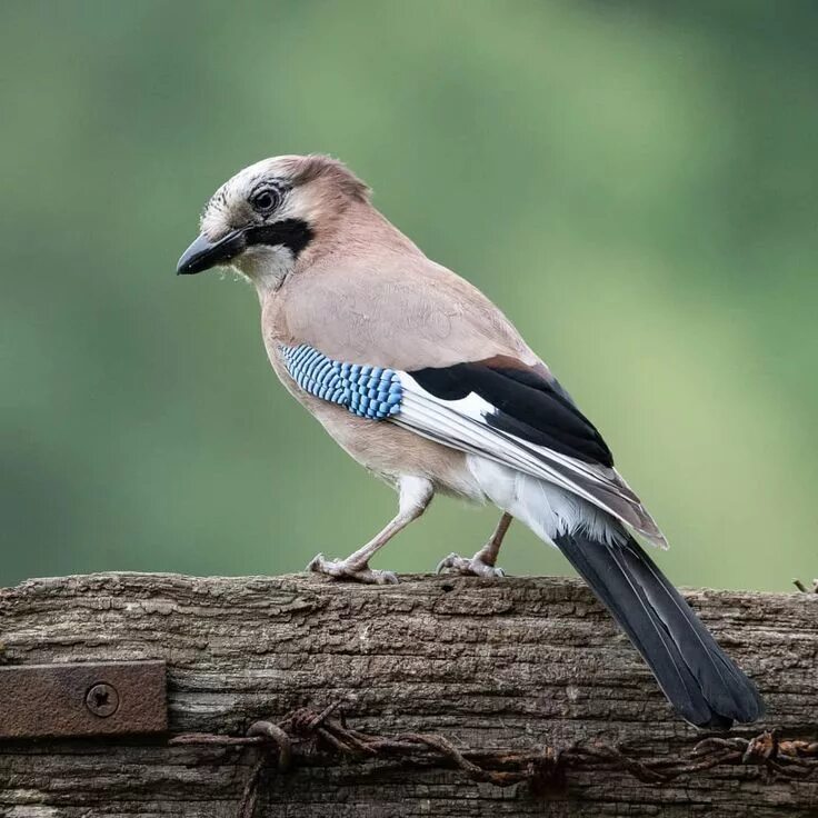 Птица сойка фото и описание Eurasian Jay on Wildlife Hide