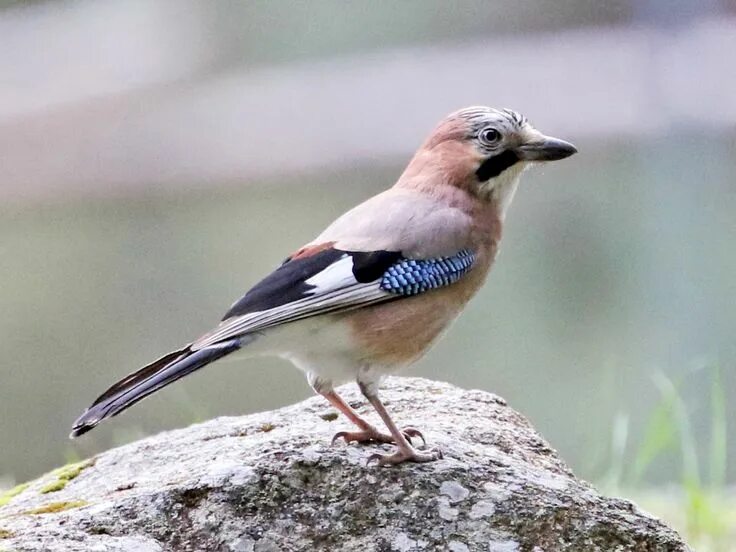 Птица сойка фото и описание Eurasian Jay - eBird Pink bird, White wings, Species