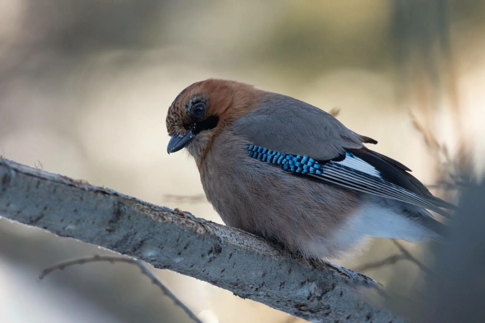 Птица сойка фото и описание Eurasian Jay (Garrulus glandarius). Birds of Siberia.