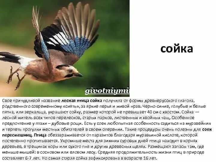 Птица сойка фото и описание размеры синица Синица большая лат Parus major это