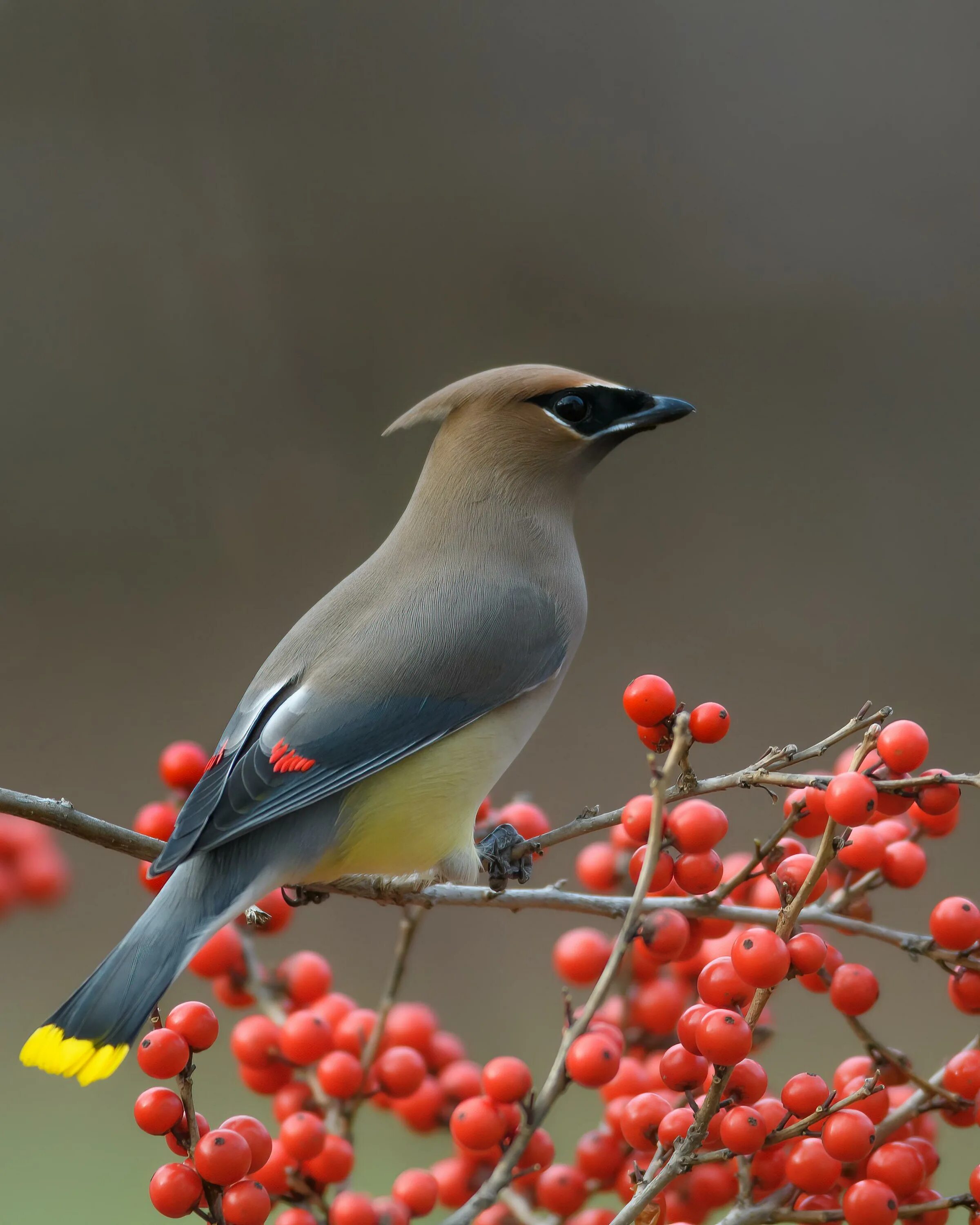 Птица свиристель фото и описание как выглядит birds flying / смешные картинки и другие приколы: комиксы, гиф анимация, видео, 