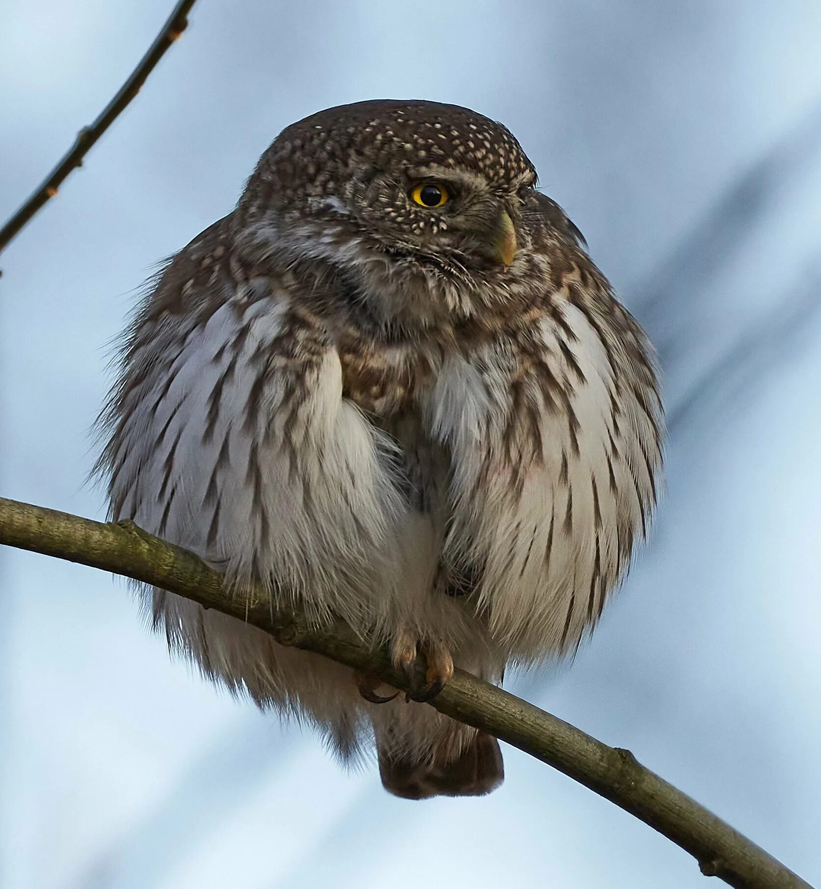 Птица сыч фото и описание Шарик (Воробьиный сычик). Photographer Victor Krachkovsky